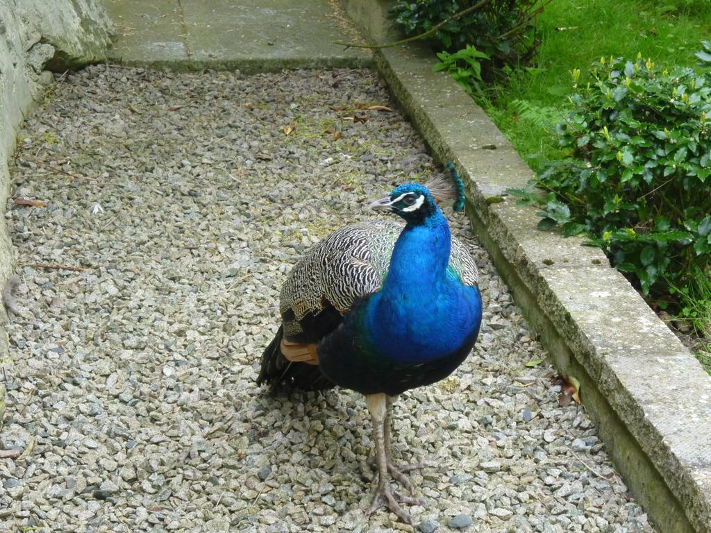 Toadhall Rooms Muchalls Oda fotoğraf